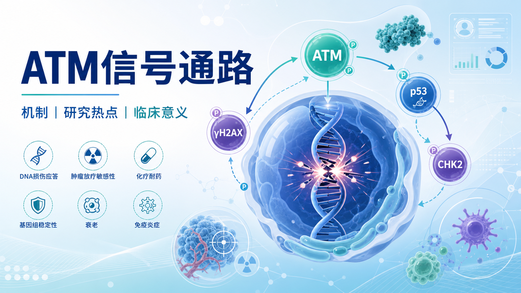 ATM信号通路研究热点与临床意义