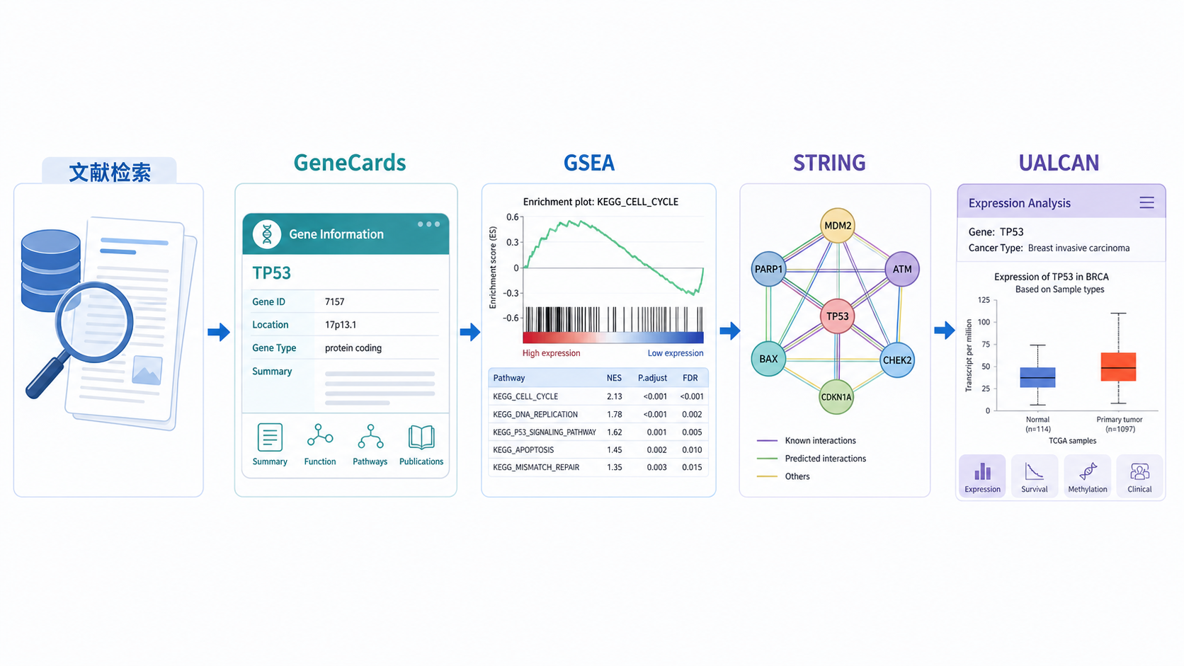 一张整洁的科研工作流示意图,从文献检索到GeneCards、GSEA、STRING、UALCAN、cBioPortal、TIMER2依次连接,最后落到论文和课题产出,突出“高效工具推荐”
