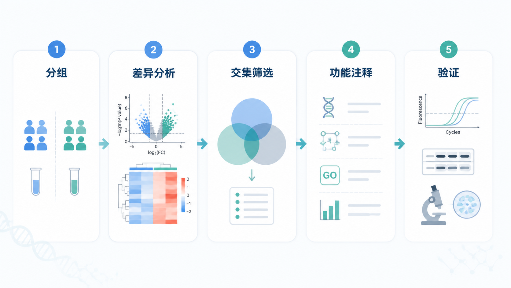 差异基因筛选流程图，包含分组、差异分析、交集筛选、功能注释和验证五个步骤