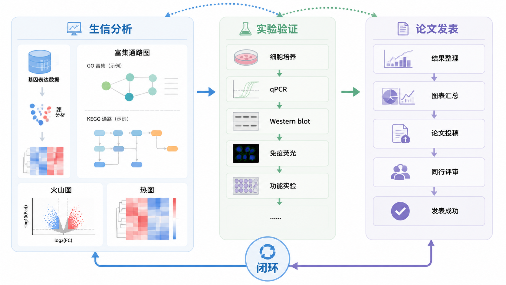 富集通路图、实验验证流程图与论文发表路线的整合示意图，突出“生信分析到湿实验验证”的闭环