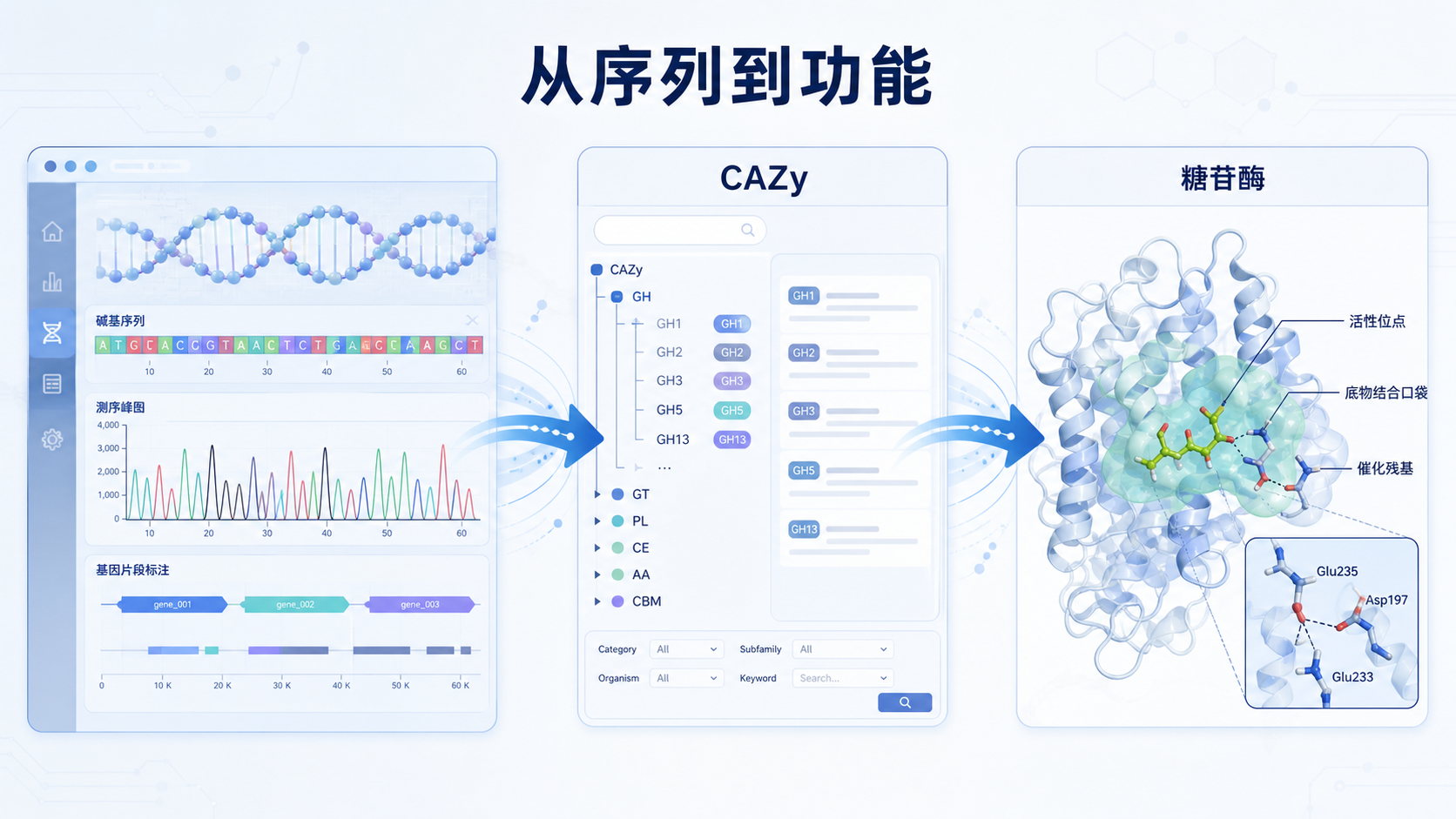 一张展示基因组测序数据、CAZy数据库分类界面和糖苷酶结构示意图的科研风格配图,强调“从序列到功能预测”的流程。