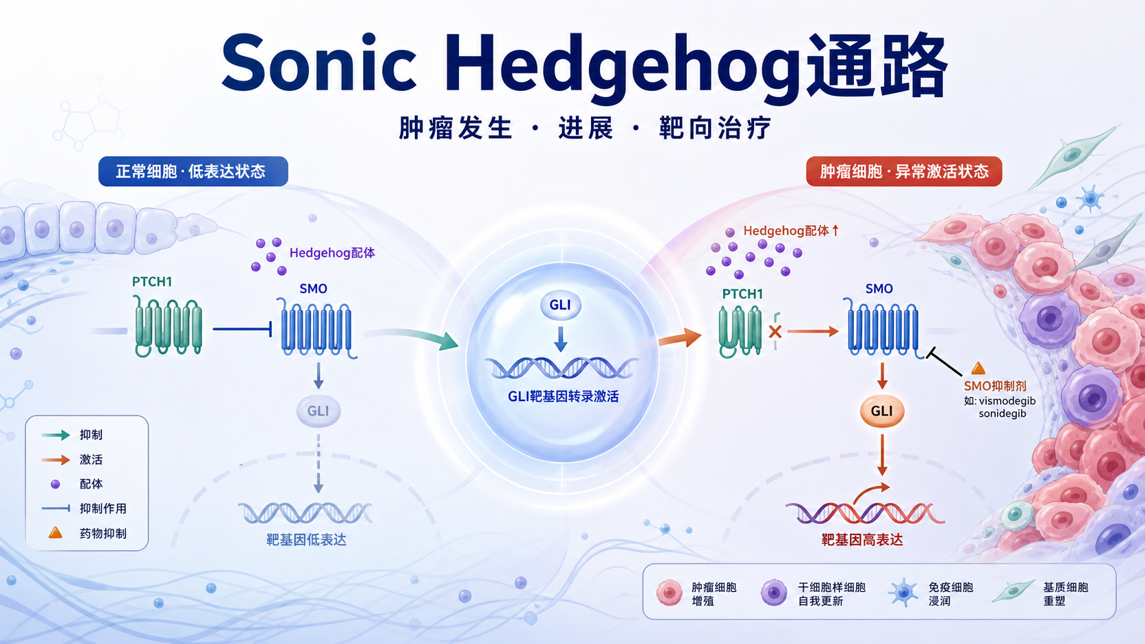 SonicHedgehog通路在肿瘤中的作用机制
