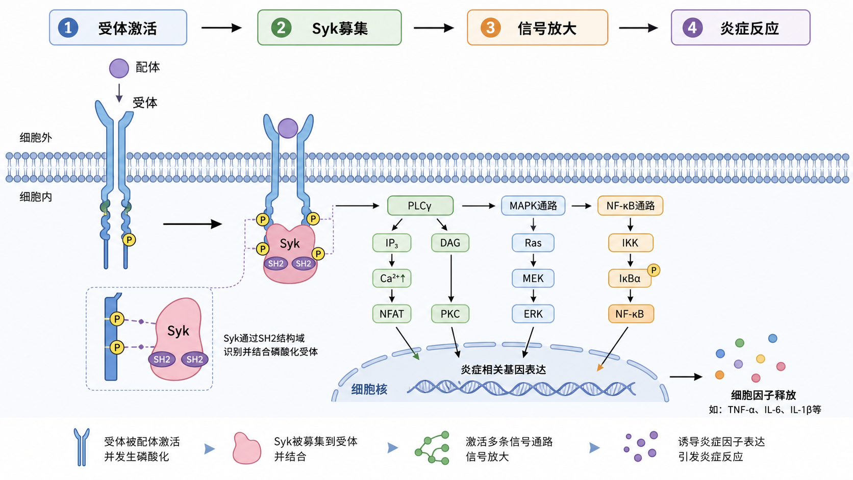 免疫细胞表面受体激活后，Syk被募集并触发下游炎症级联反应的机制示意图，整体风格简洁、学术化。