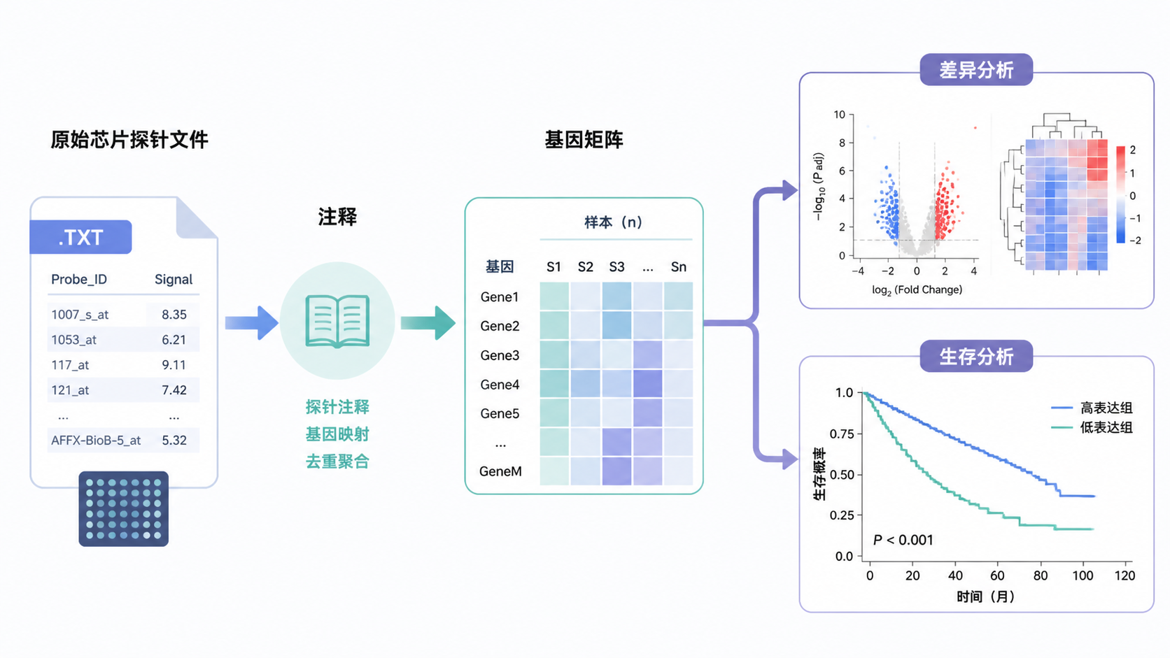 一个从原始芯片探针文件到注释后基因矩阵的完整流程图，最后连接到差异分析和生存分析结果图。