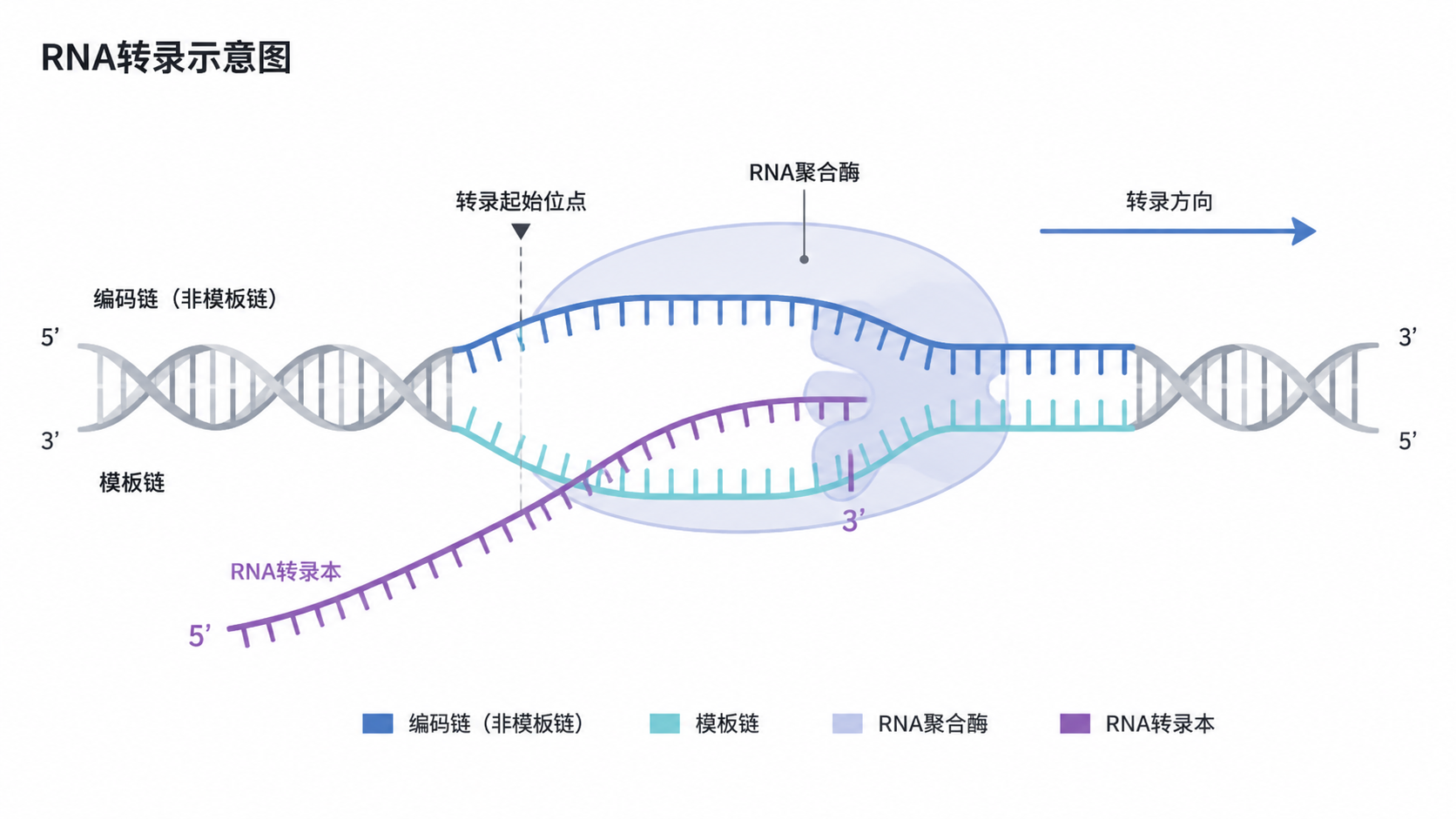一张RNA转录示意图，展示DNA模板、RNA聚合酶和转录本坐标定位关系，适合科研论文风格。
