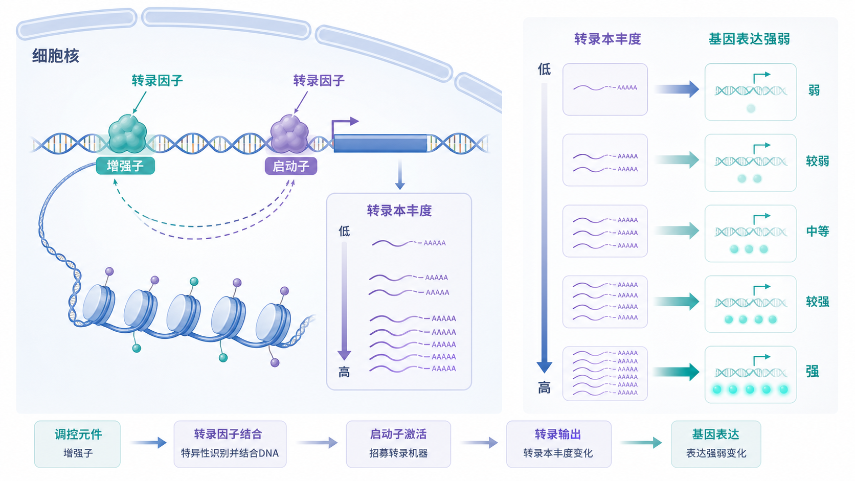 细胞核内转录因子结合启动子和增强子，旁边显示不同转录本丰度对应不同下游基因表达强弱的示意图