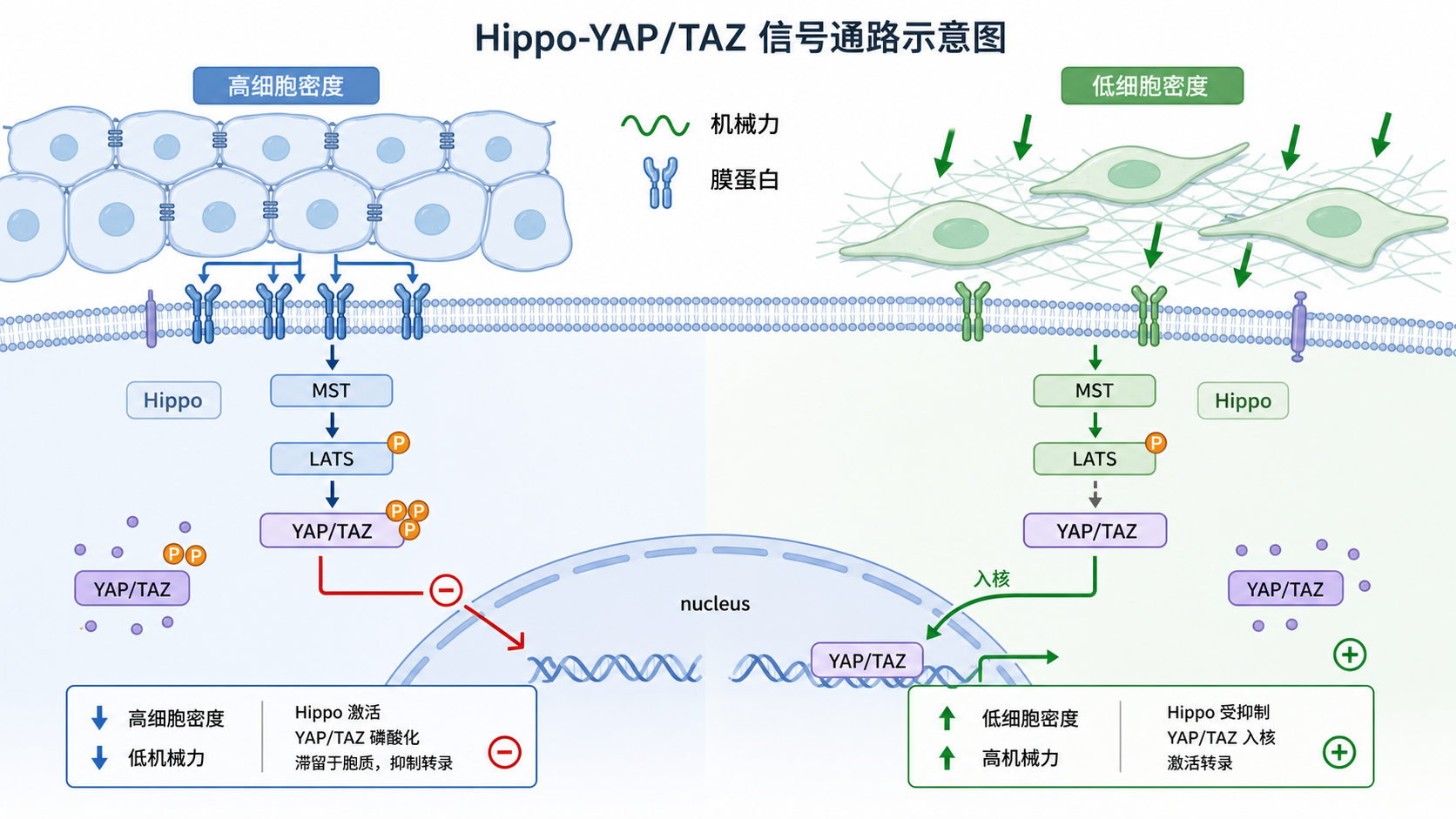 Hippo-YAP/TAZ信号通路示意图，展示细胞密度、机械力、膜蛋白与YAP/TAZ入核调控关系，风格专业简洁。
