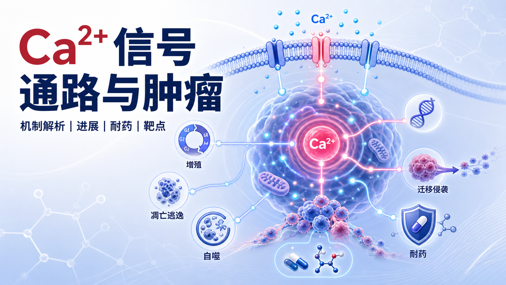 Ca²⁺信号通路与肿瘤发生发展新机制