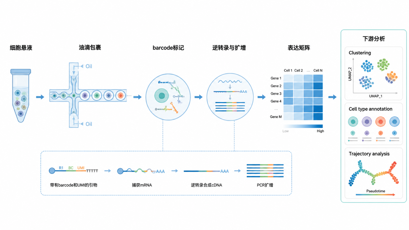 单细胞测序流程示意图，从细胞悬液、油滴包裹、barcode标记到表达矩阵与下游分析的整体流程图