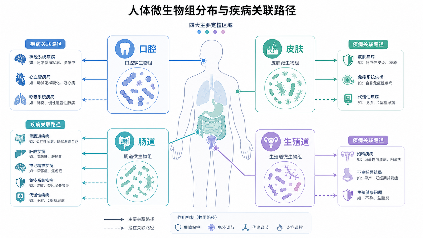 人体微生物组分布示意图，突出肠道、口腔、皮肤和生殖道，并用简洁图标标注疾病关联路径。