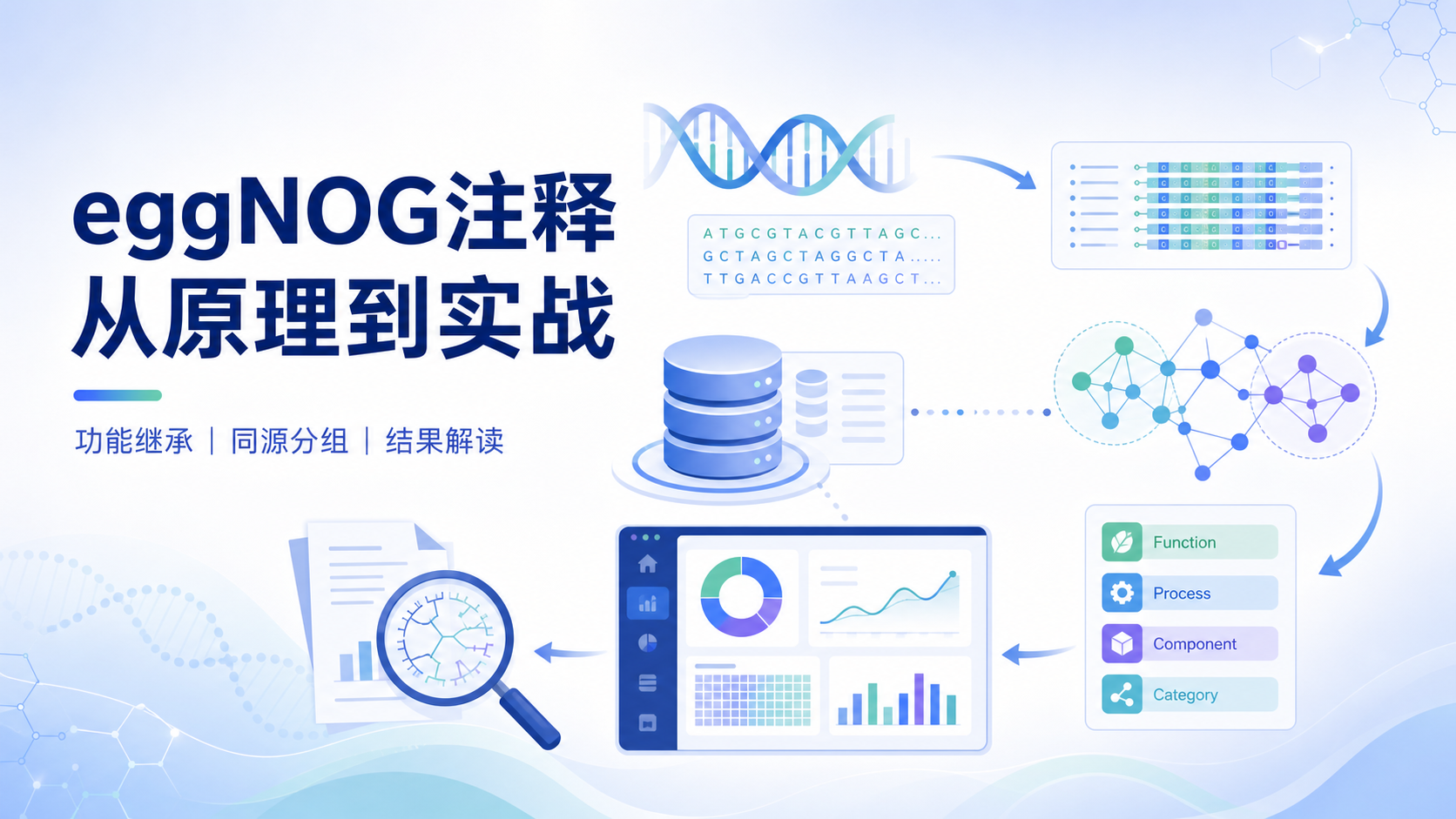 eggNOG注释实战：从原理到结果解读