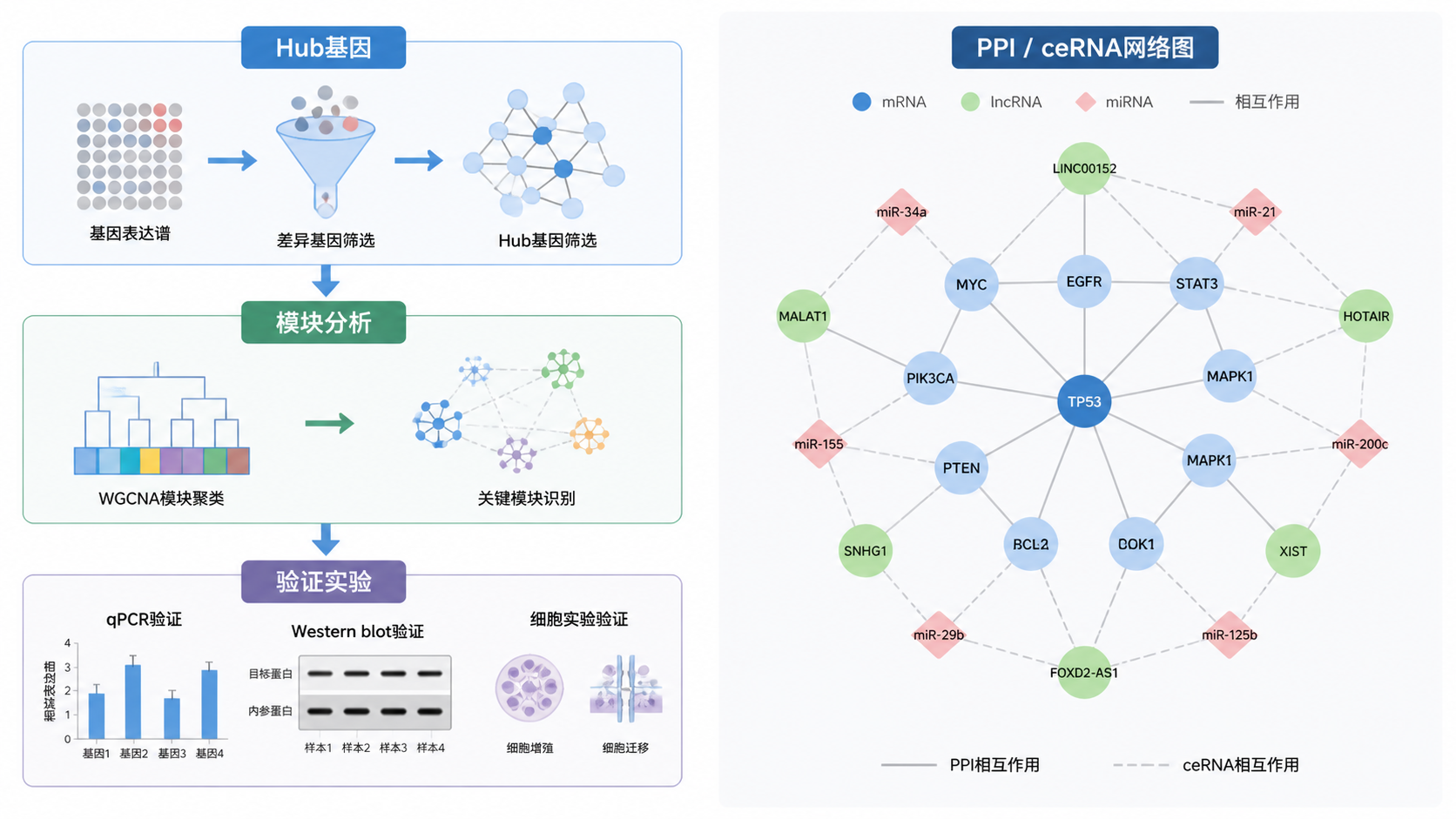 论文写作场景中，右侧是PPI或ceRNA网络图，左侧是Hub基因、模块分析和验证实验的流程示意图，突出“构建-解读-验证”的闭环