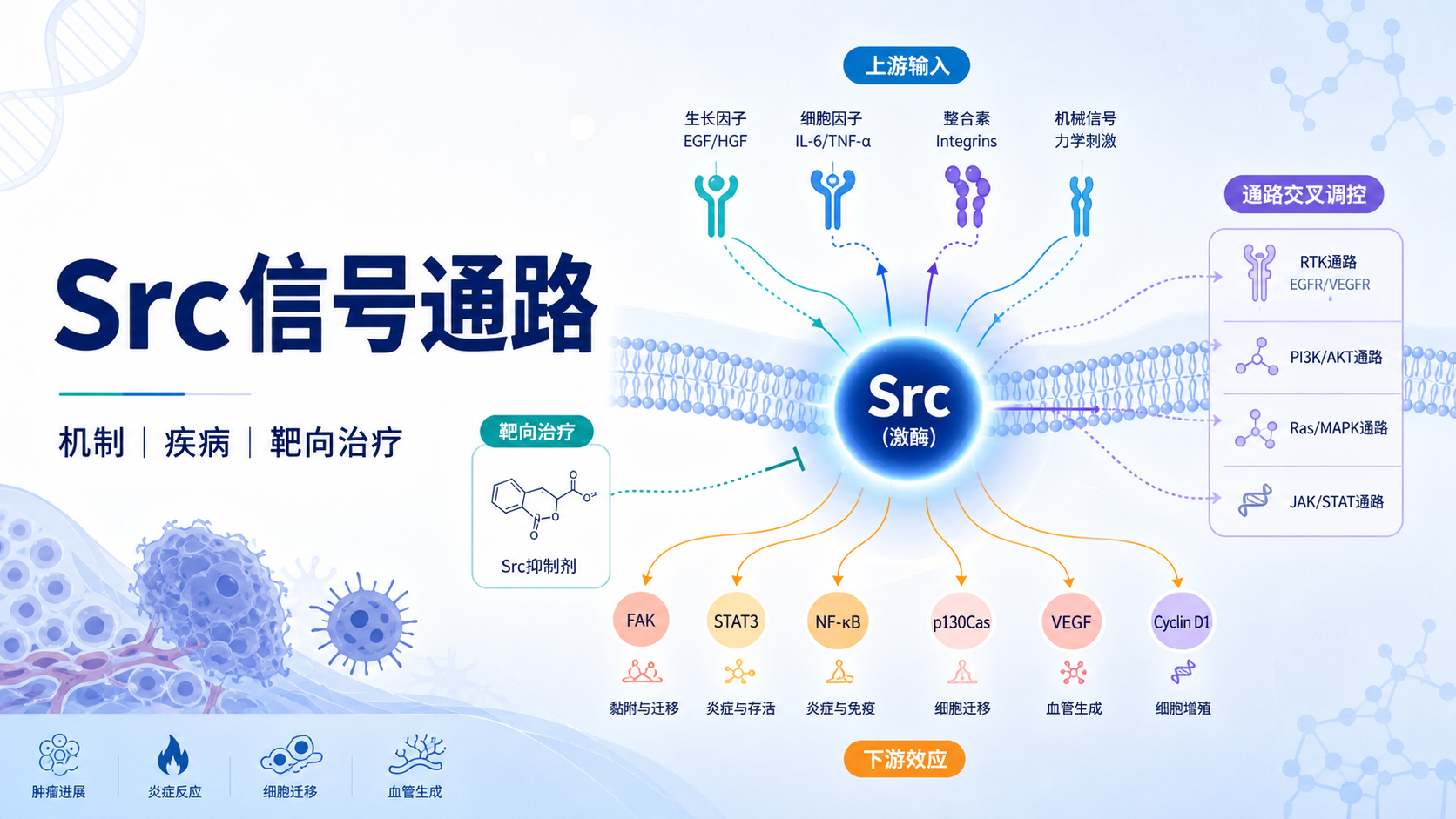 Src信号通路调控网络及靶向治疗