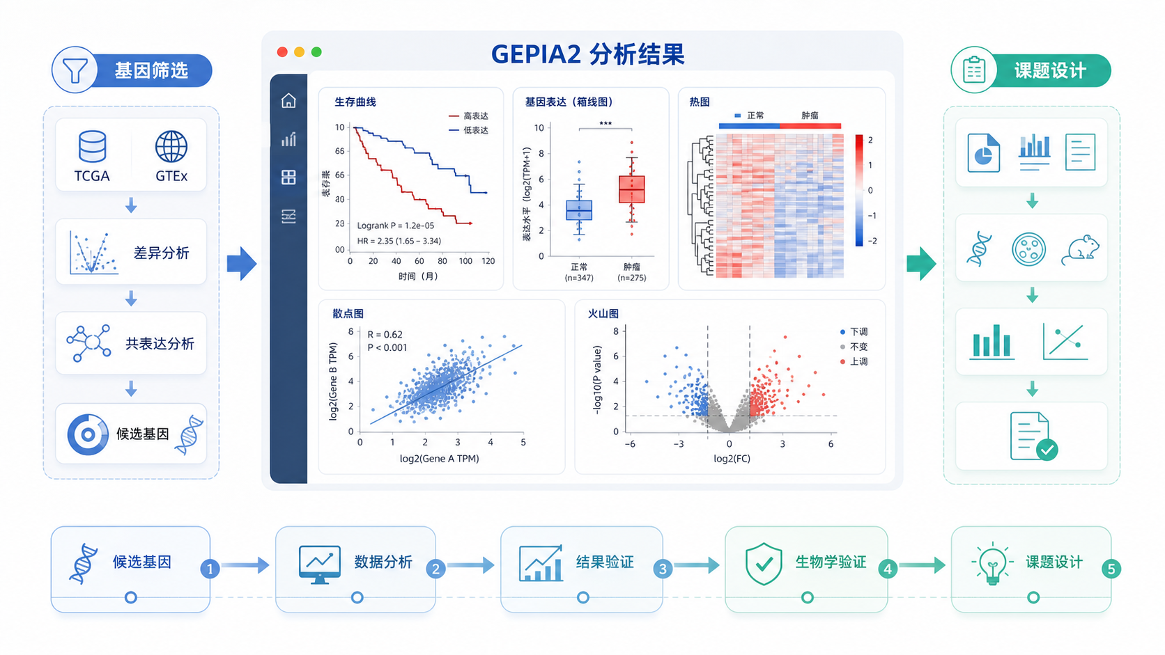 一张展示GEPIA2分析结果、论文图表和科研流程的合成图，强调从基因筛选到课题设计的路径。