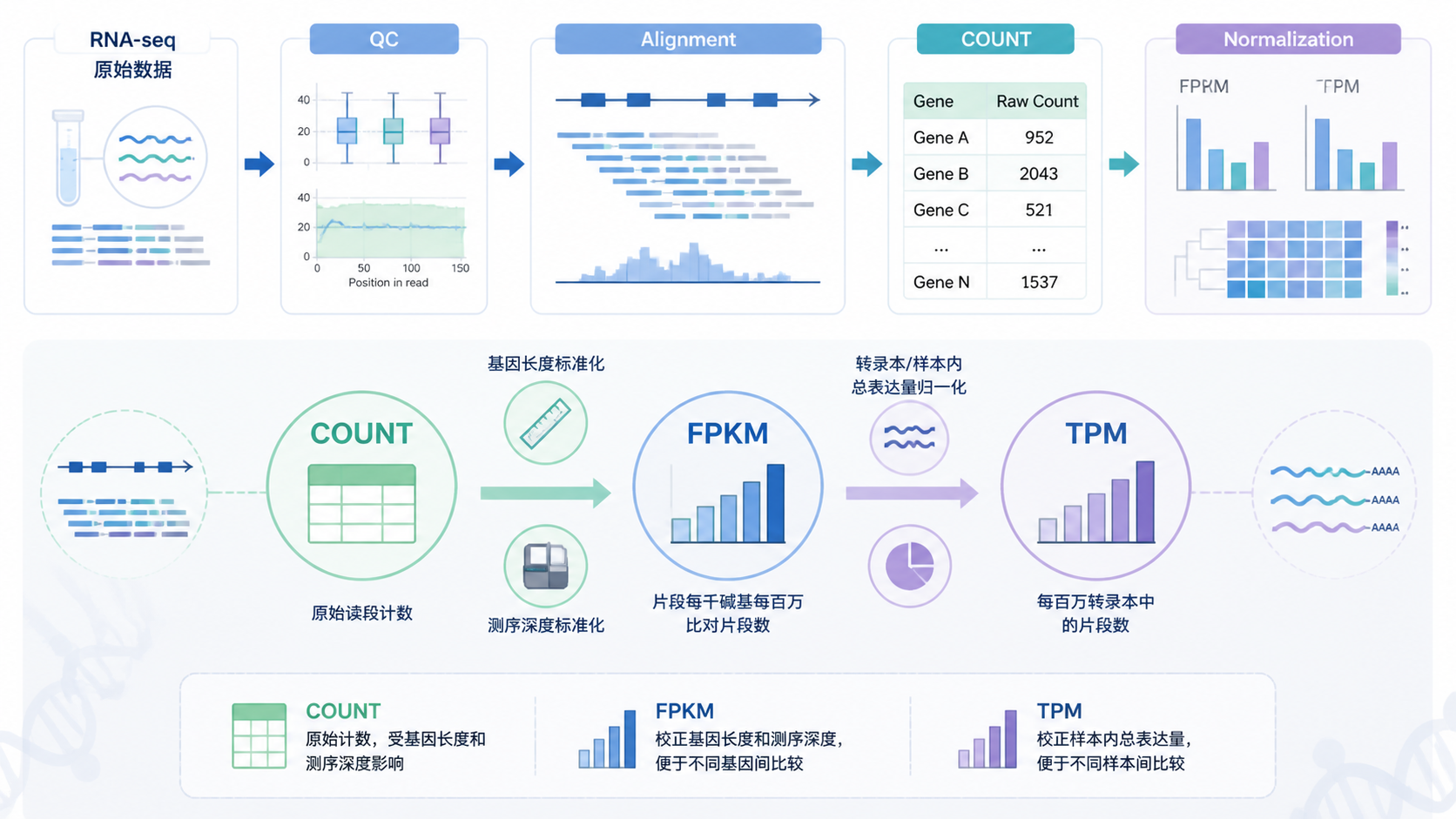 一张RNA测序数据分析流程图，突出COUNT、FPKM、TPM三种表达量类型及转换关系