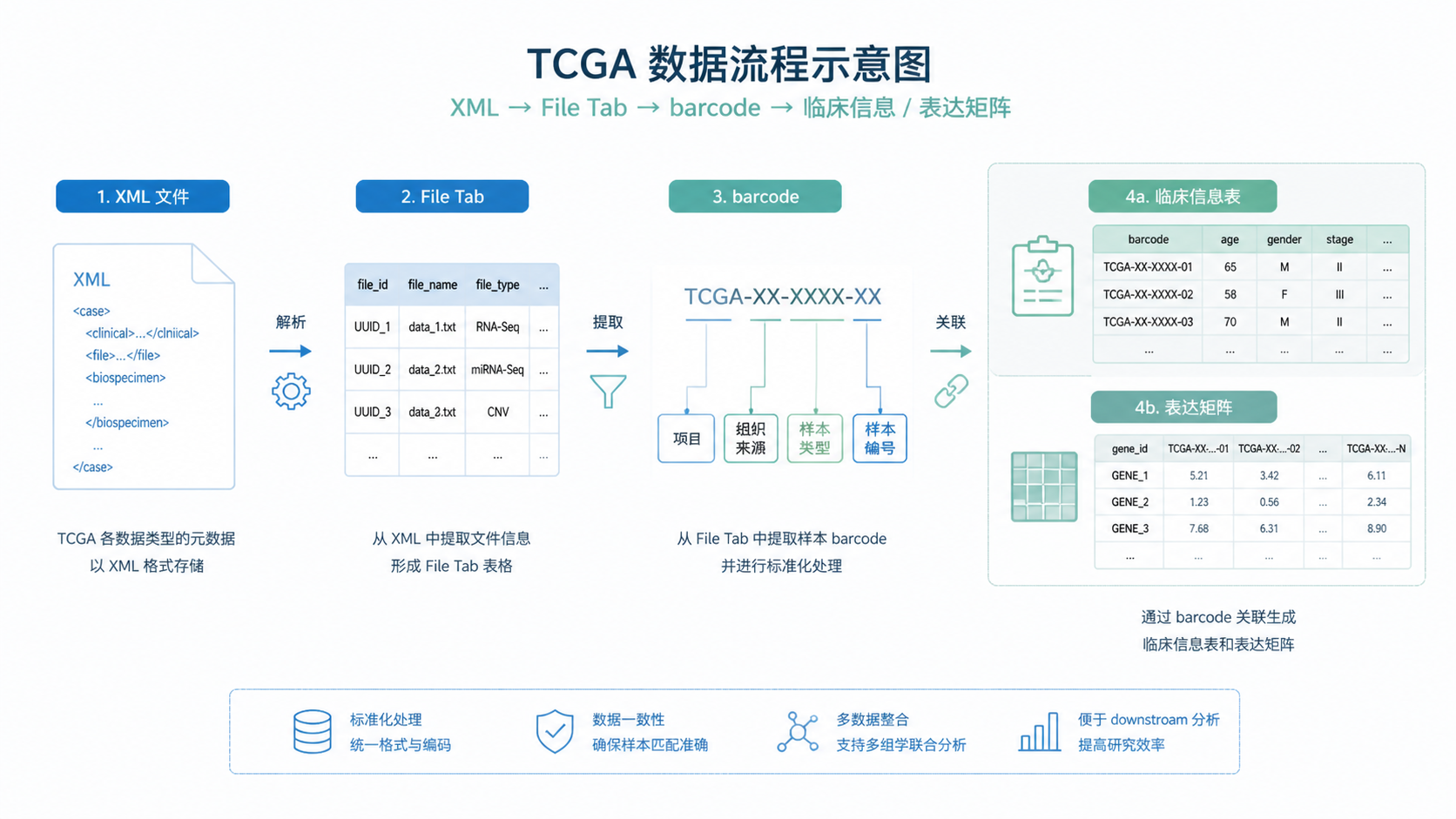 TCGA数据流程示意图，展示XML、File Tab、barcode、临床信息和表达矩阵之间的转换关系