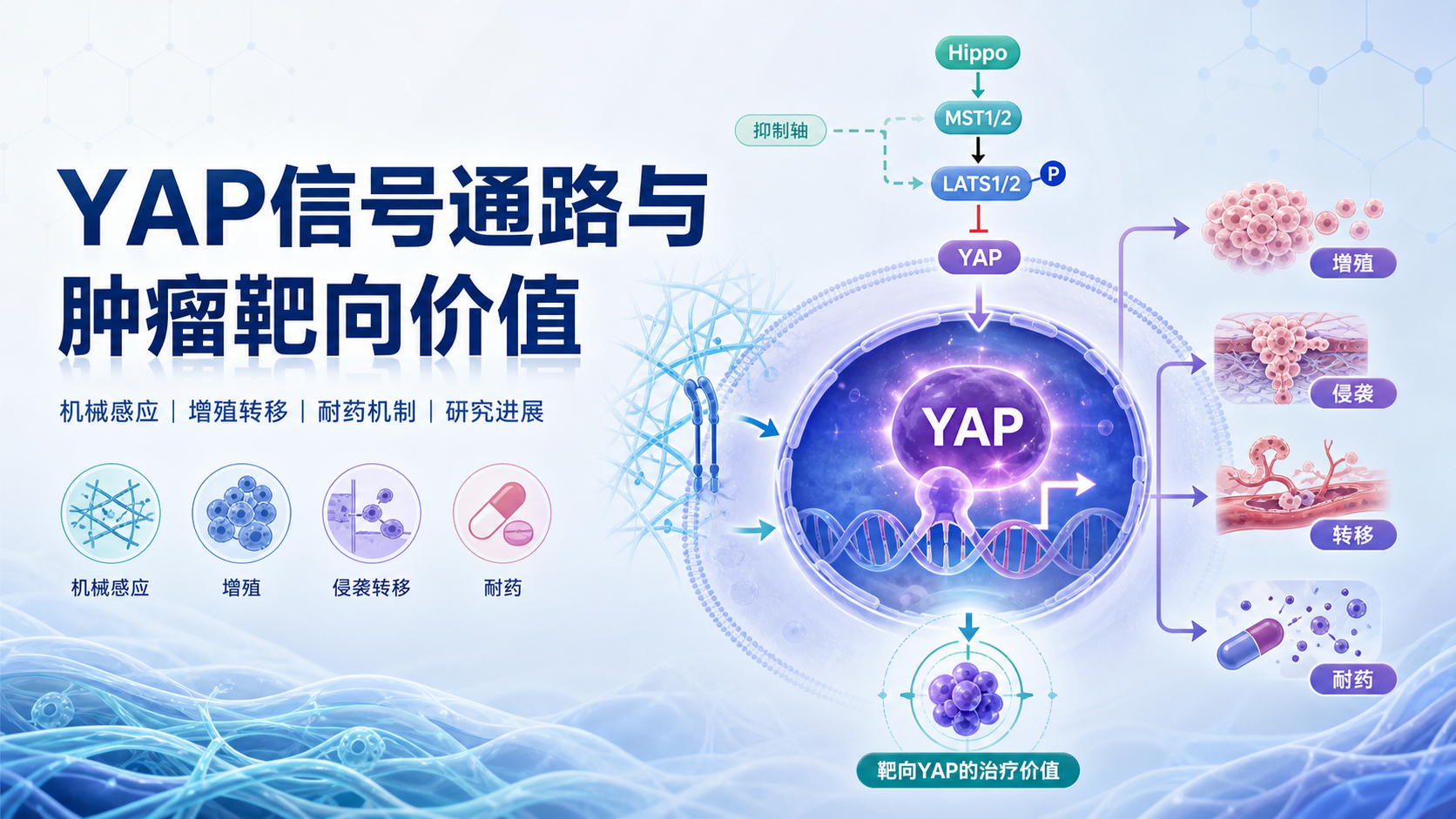 YAP信号通路在肿瘤中的作用与靶向价值