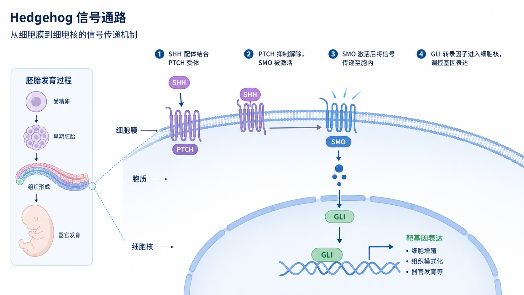 胚胎发育示意图，突出SHH、PTCH、SMO、GLI在细胞膜和细胞核中的信号传递流程