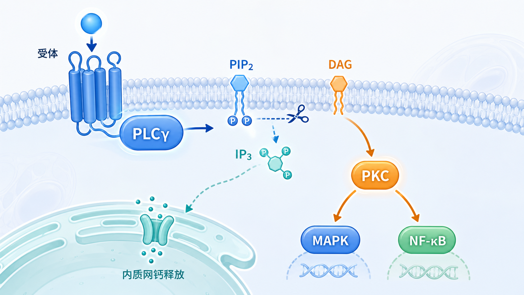 一张细胞膜受体激活后,PLCγ切割PIP2生成IP3和DAG,进而激活PKC并连接MAPK、NF-κB等通路的机制示意图
