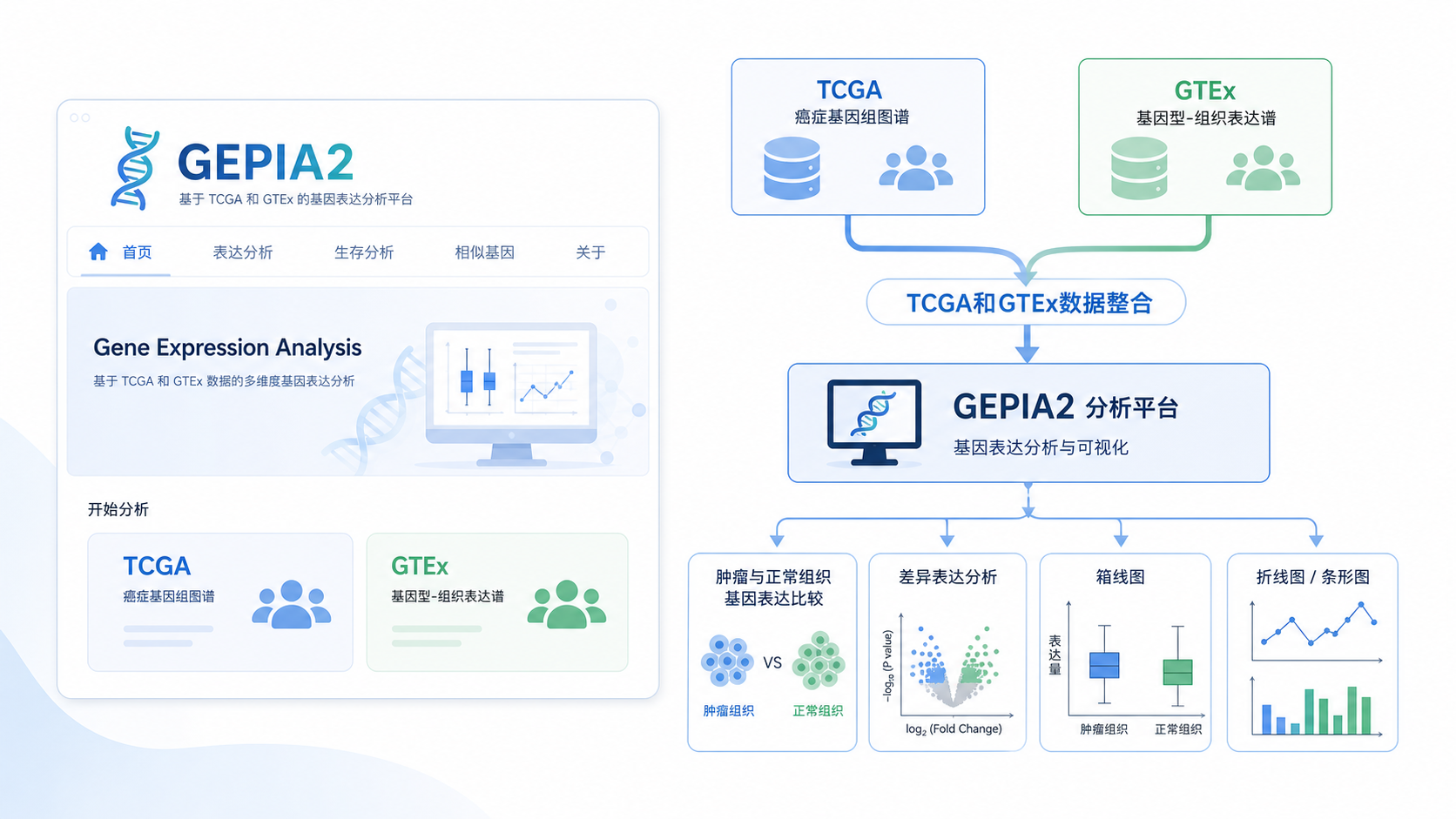 一张GEPIA2官网界面与肿瘤基因表达分析流程示意图，突出TCGA和GTEx数据整合