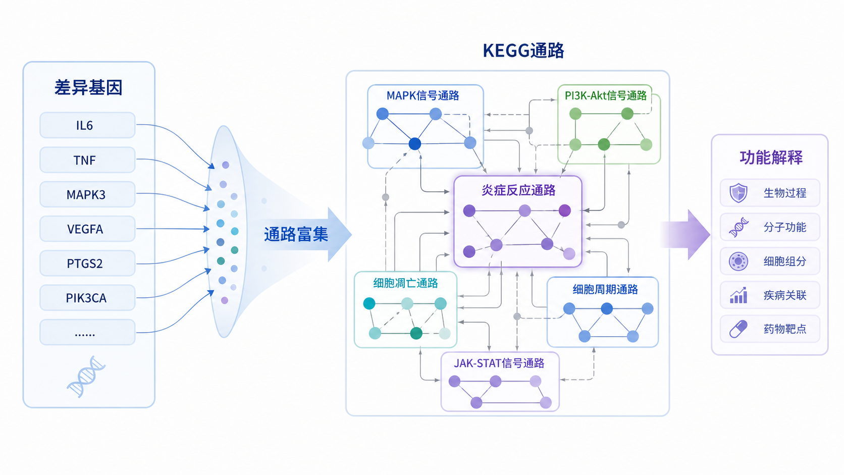 差异基因列表通过箭头映射到KEGG通路图，突出通路富集和功能解释流程。