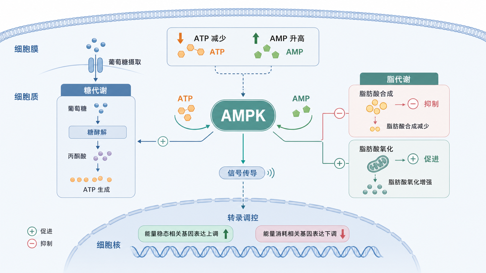 细胞能量代谢示意图，突出AMPK作为能量传感器，连接ATP、AMP、糖脂代谢和细胞核信号传导