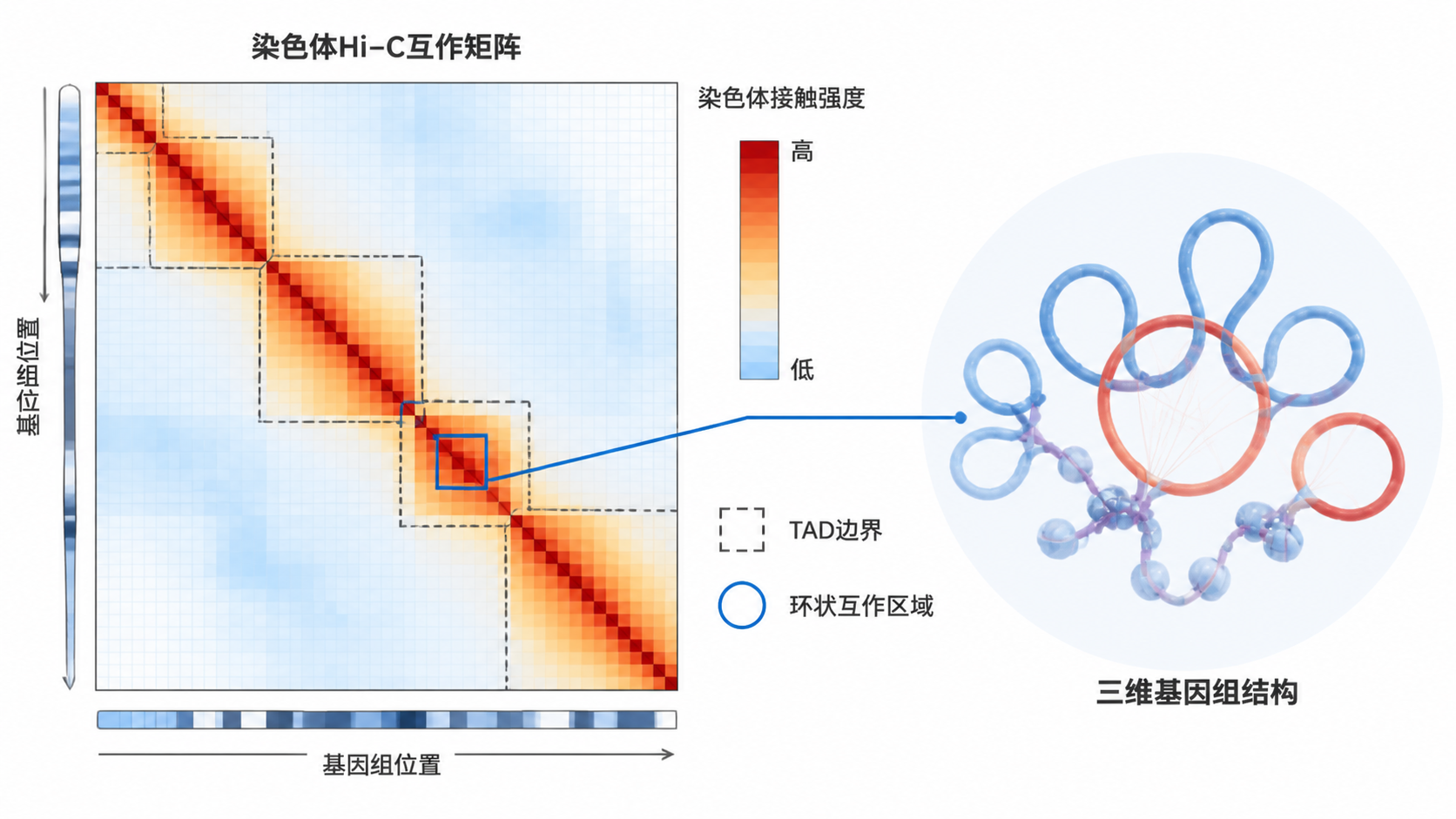一张Hi-C互作矩阵热图示意图，标注染色体接触强度、TAD边界和环状互作区域，突出三维基因组结构分析场景