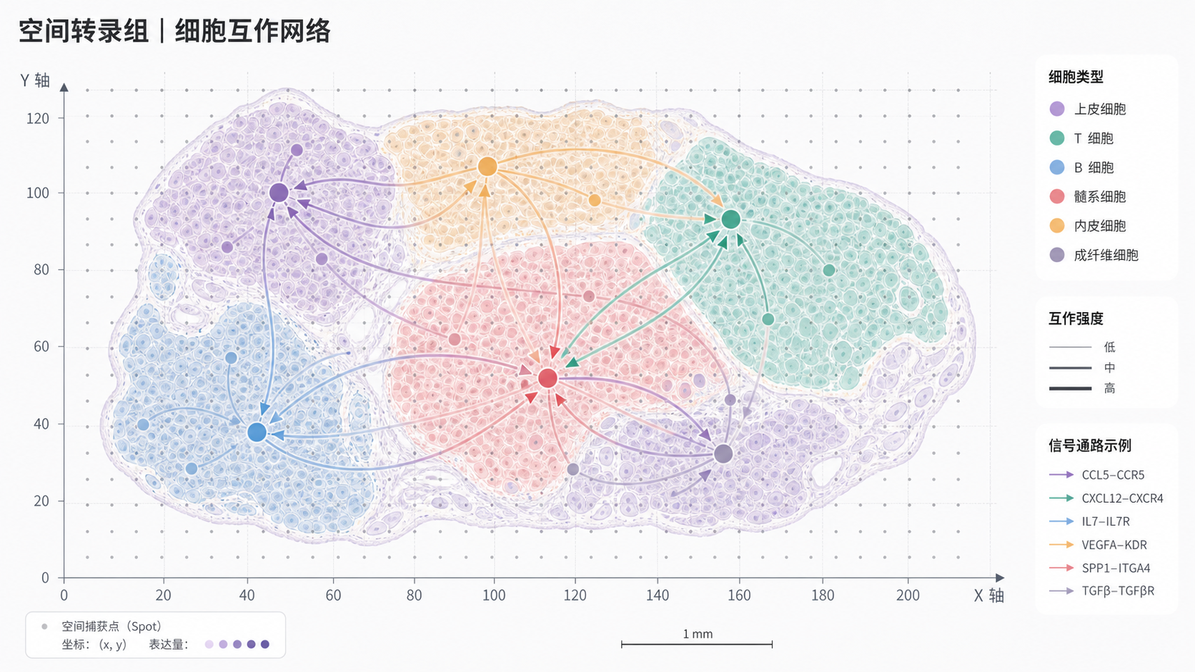 组织切片上不同细胞群分布示意图,叠加空间转录组坐标与细胞互作网络