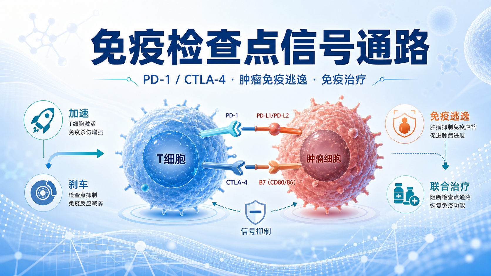 Checkpoint信号通路在肿瘤免疫中的关键作用