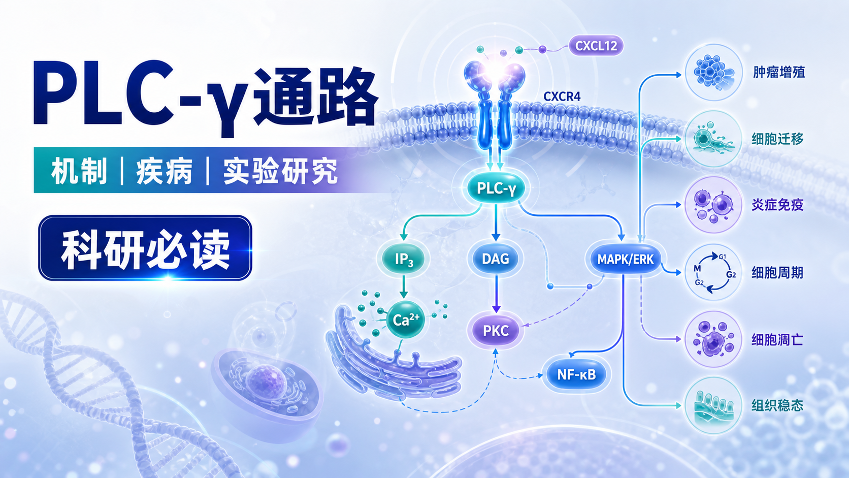 PLC-γ通路与疾病调控关系