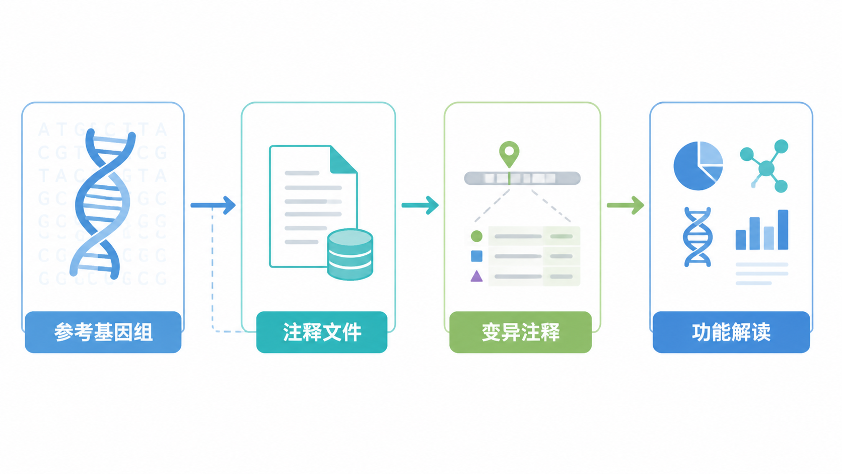 基因组测序流程图，突出“参考基因组、注释文件、变异注释、功能解读”四个环节的关系。