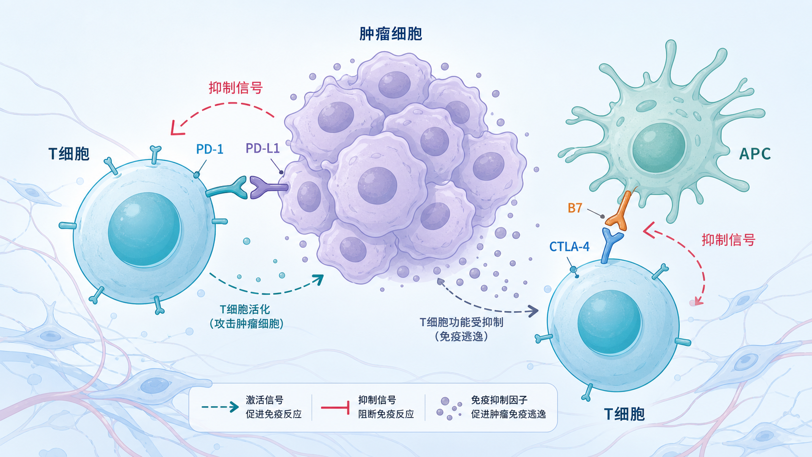 肿瘤微环境中,T细胞、抗原呈递细胞与肿瘤细胞相互作用的示意图,突出PD-1/PD-L1和CTLA-4/CD80-CD86抑制轴。