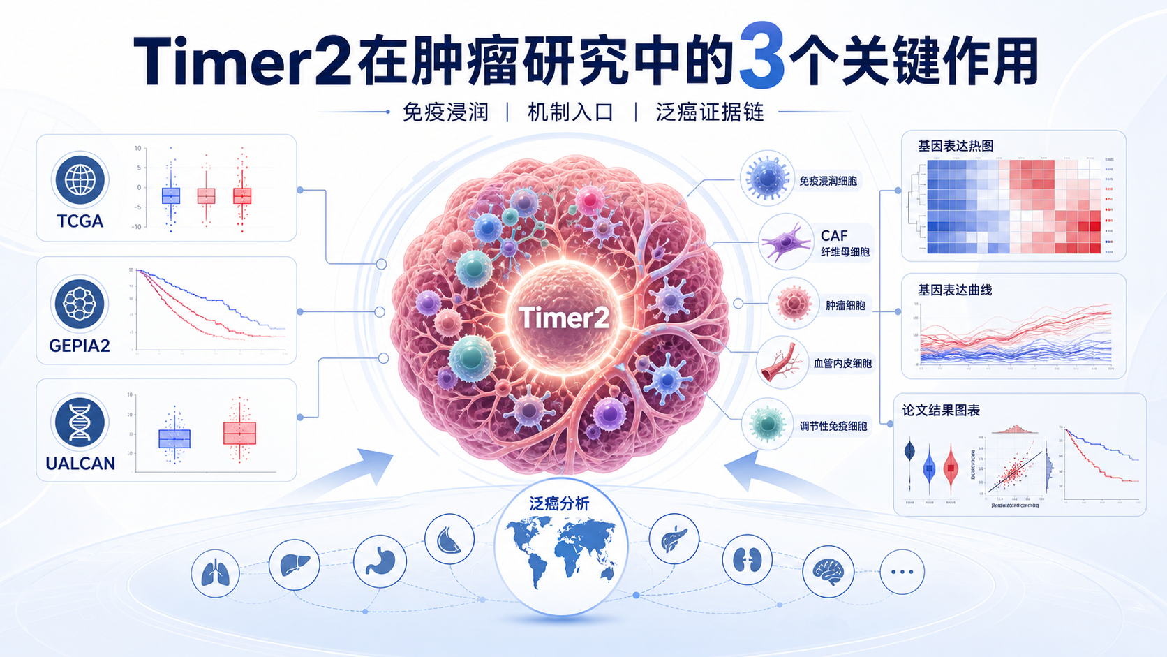 timer2在肿瘤研究中的3个关键作用