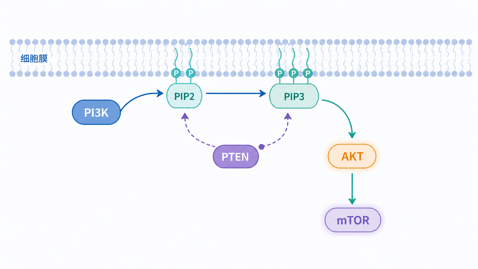 一张简洁的信号通路示意图,展示PTEN、PI3K、PIP2、PIP3、AKT和mTOR在细胞膜到细胞质的传导关系,突出PTEN为负调控节点。