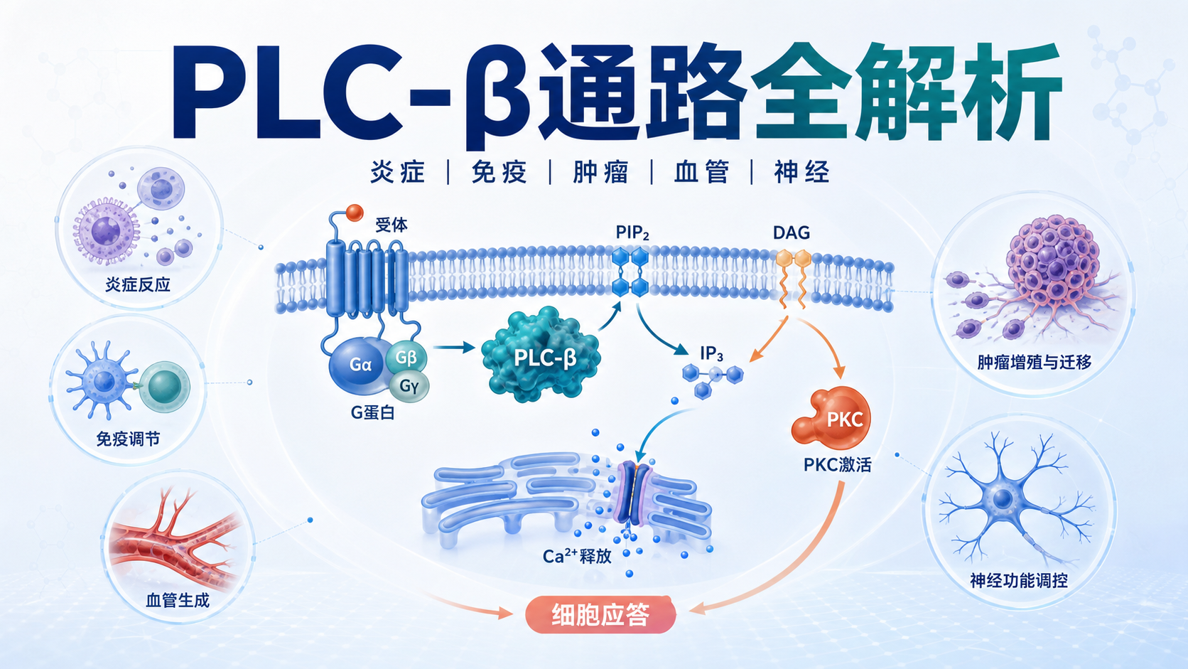 PLC-β通路在疾病中的作用机制