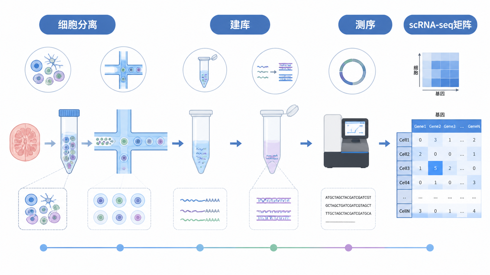 单细胞测序实验流程示意图，展示细胞分离、建库、测序到形成 scRNA-seq 矩阵的过程，风格专业、简洁。