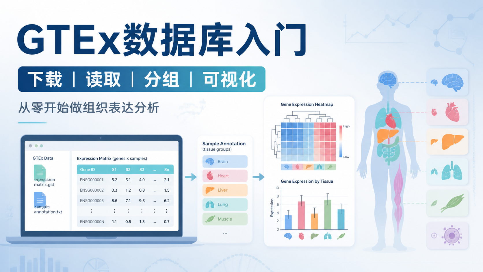 GTEx数据库入门：7步掌握核心用法