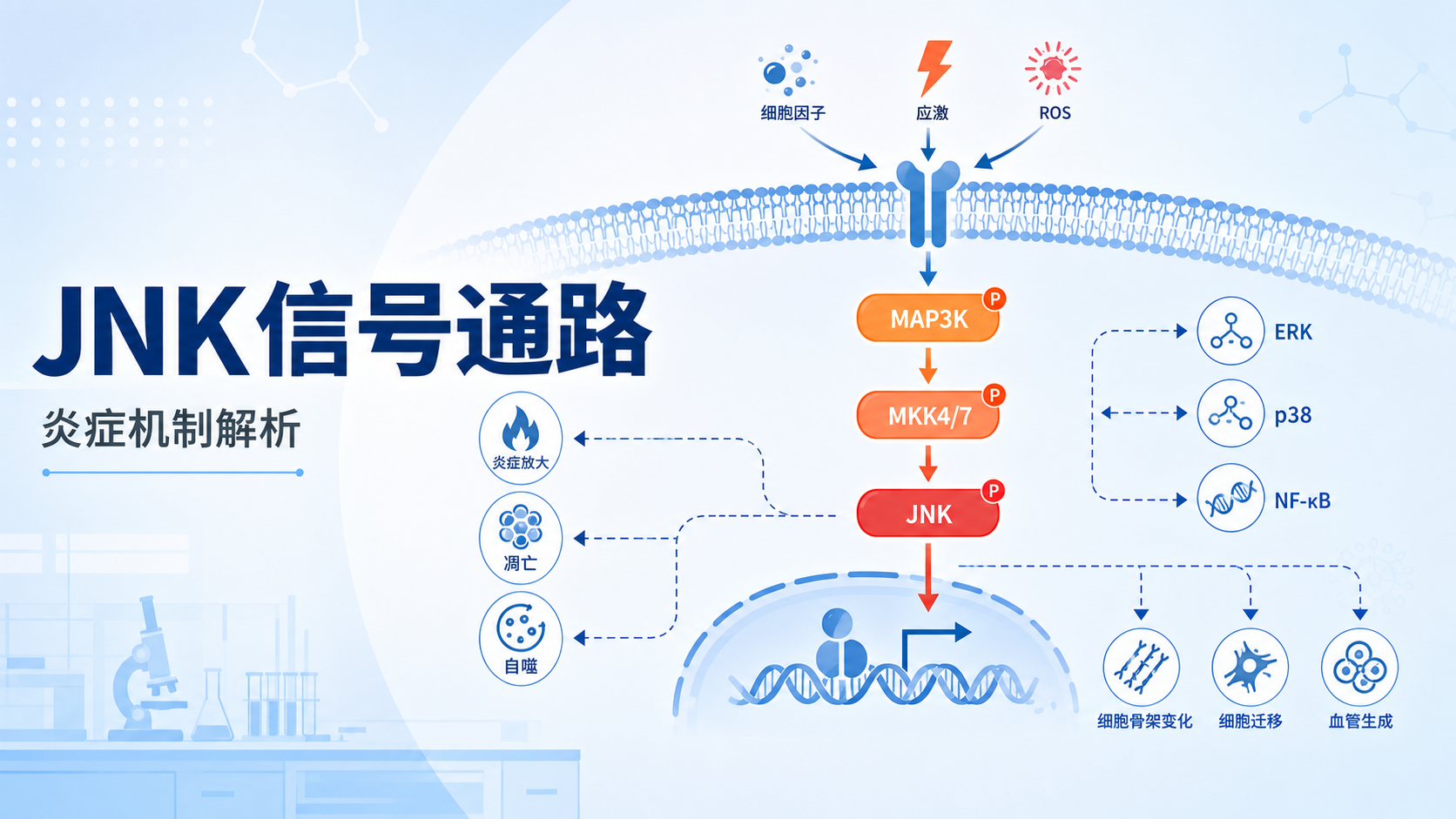 JNK信号通路调控炎症反应的分子基础