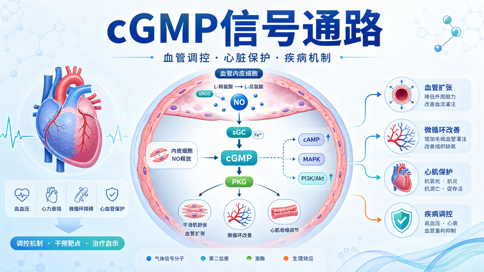 cGMP信号通路在心血管疾病中的作用