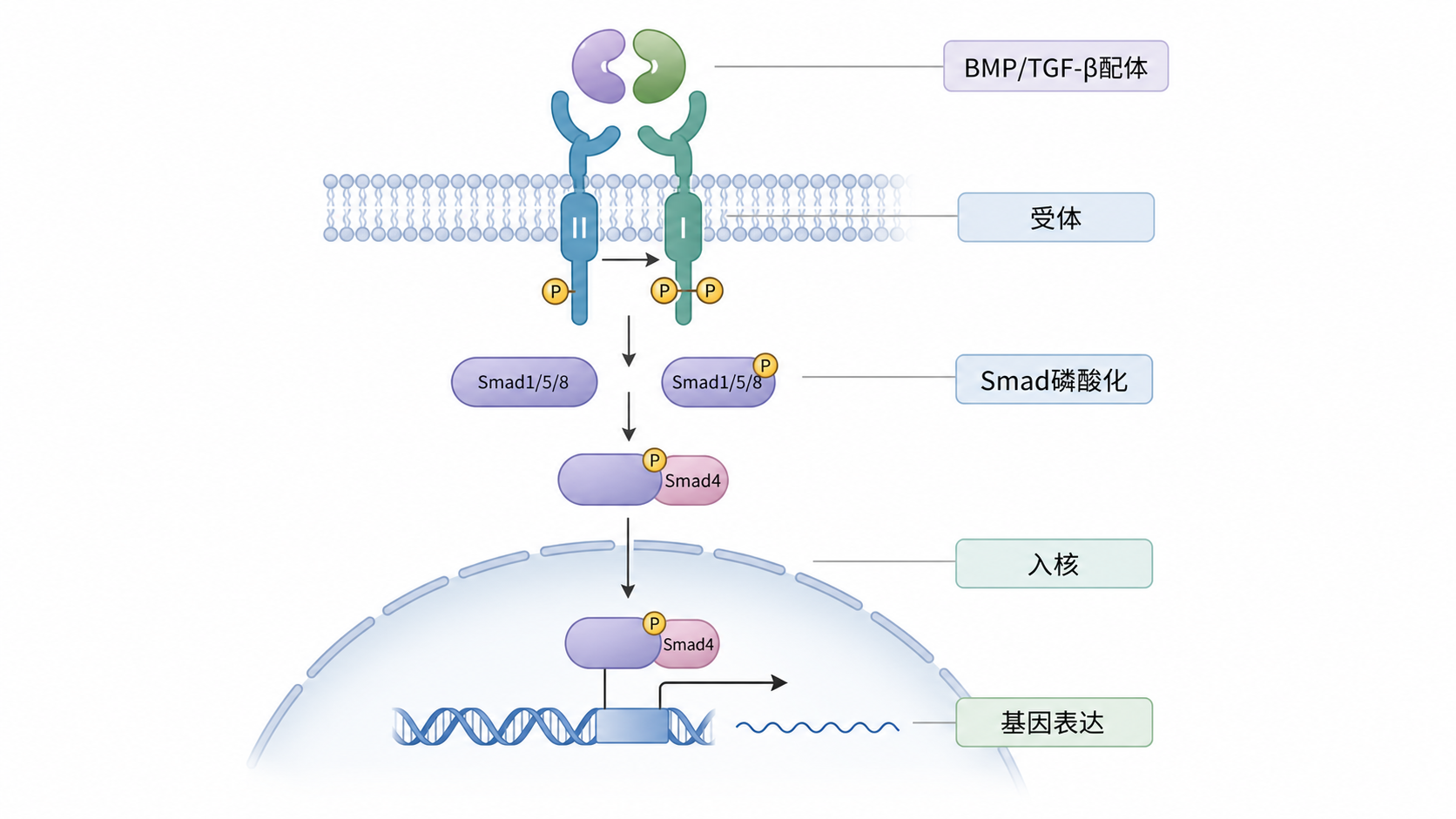 BMP/TGF-β配体结合受体后激活Smad并入核调控基因表达的通路示意图，适合科研综述风格