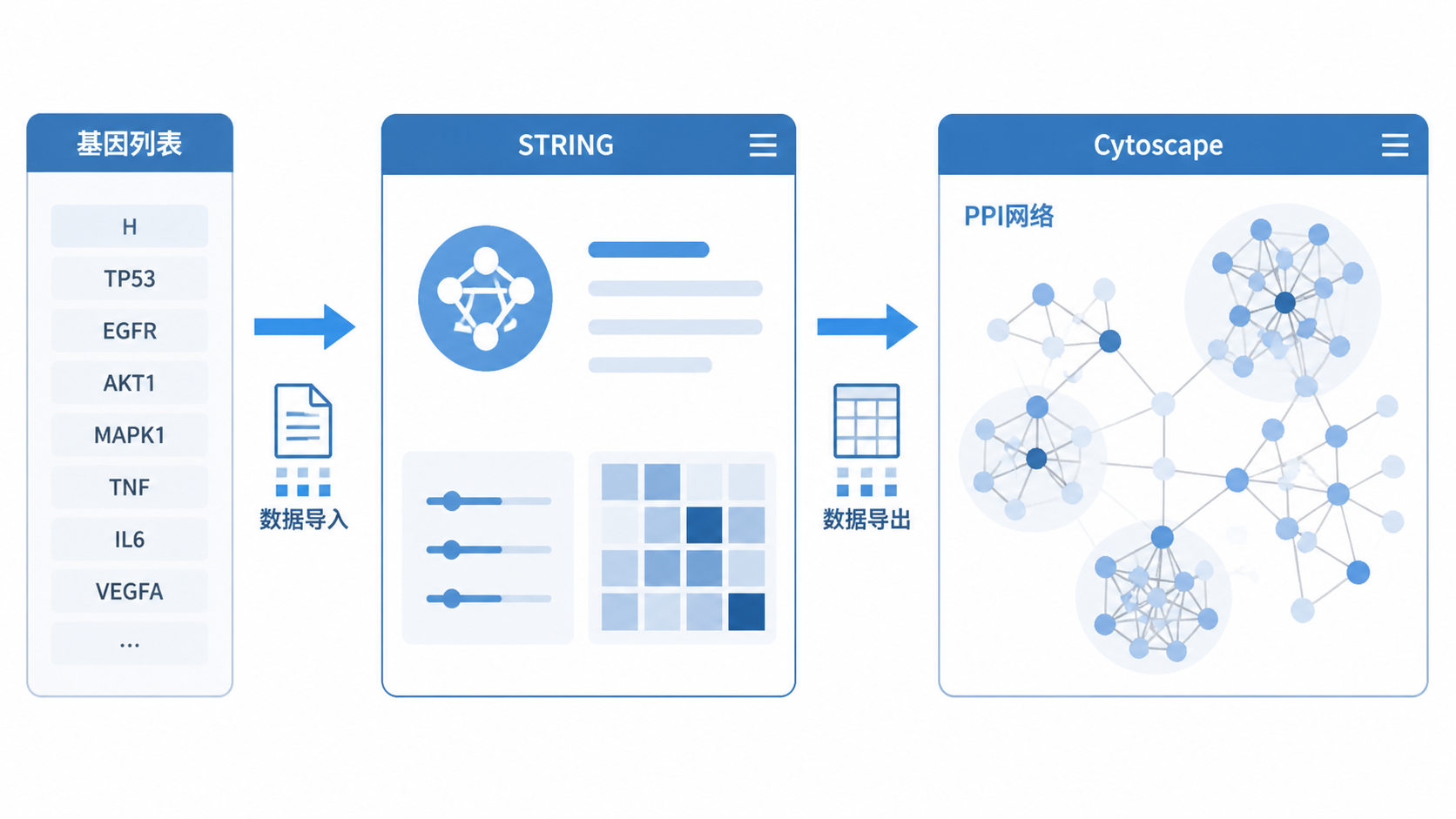 STRING数据库与Cytoscape联合构建PPI网络的流程示意图，包含基因列表、互作连线和Hub基因高亮展示。
