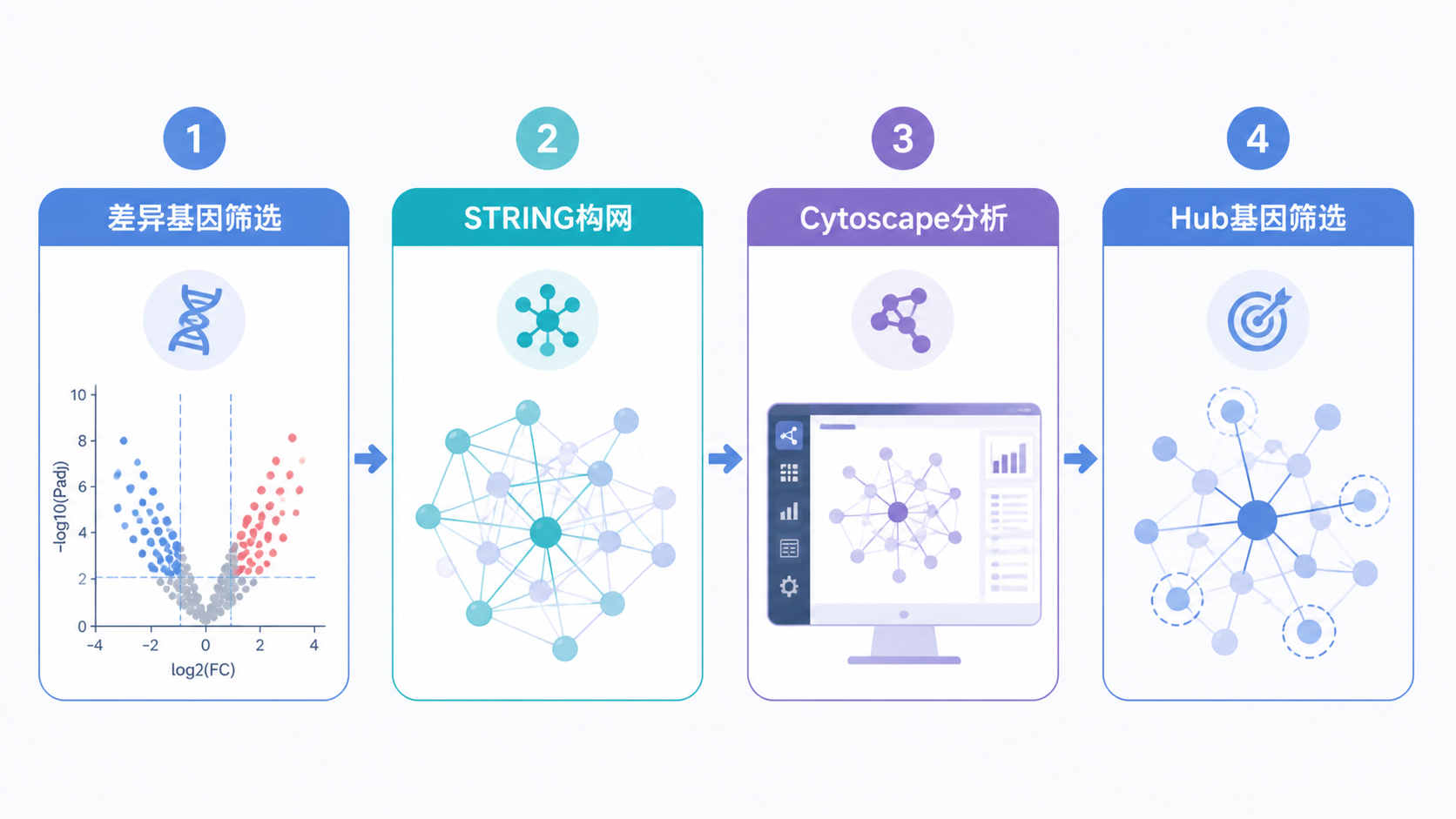 一张总结型科研流程图，展示“差异基因筛选-STRING构网-Cytoscape分析-Hub基因筛选-实验验证”的闭环路径。