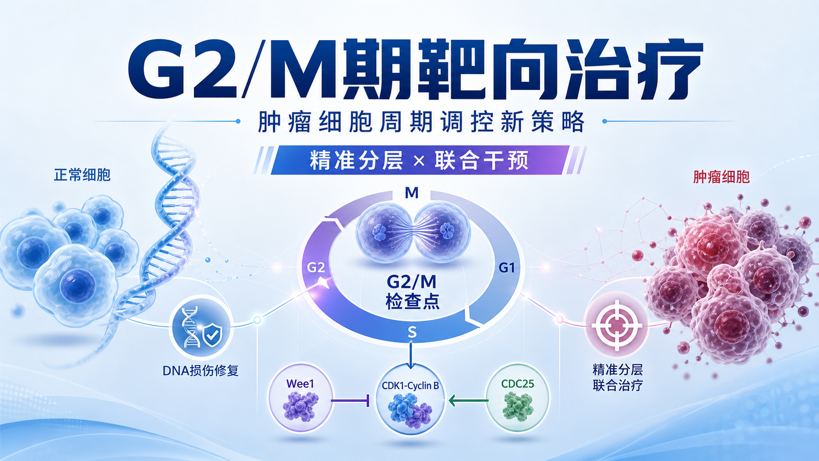 G2/M期通路靶向干预的研究热点与挑战