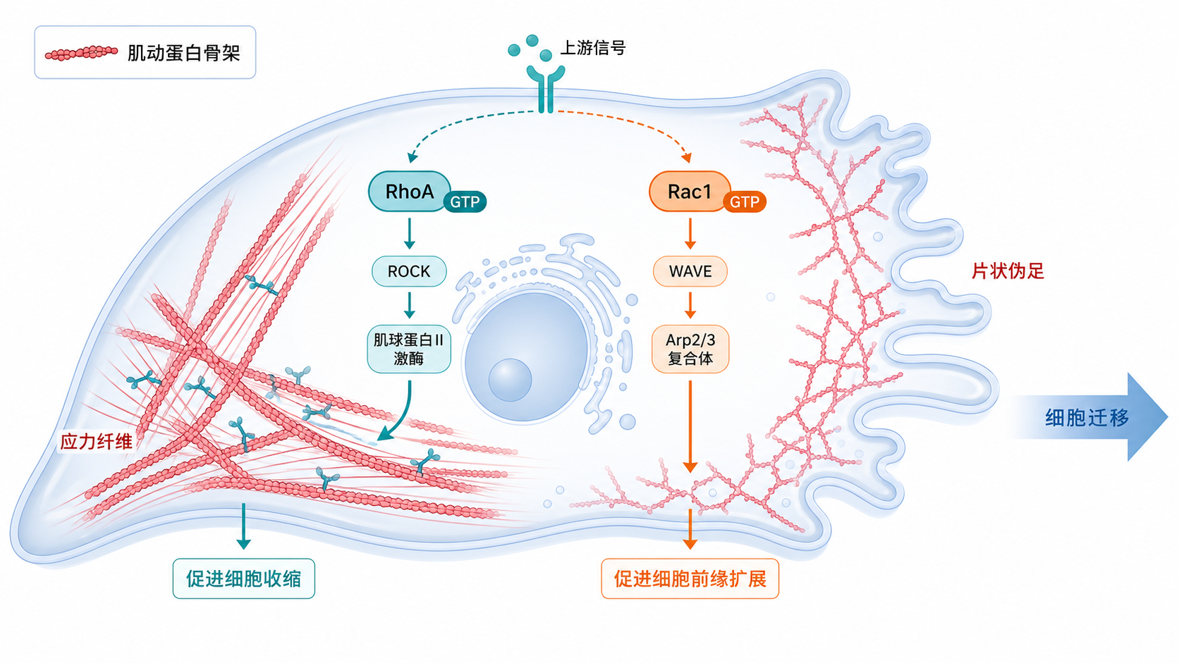细胞内Rho GTPases调控肌动蛋白骨架、应力纤维和细胞迁移的示意图，突出RhoA、Rac1、Cdc42与下游ROCK、PAK等分子