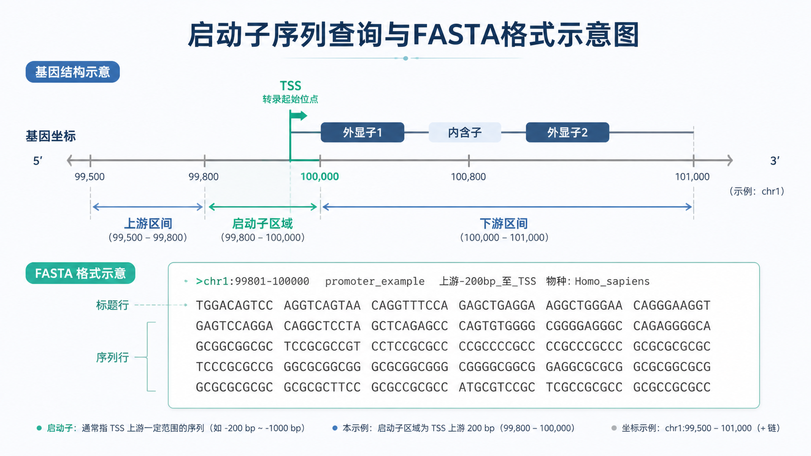 一张启动子序列查询与FASTA格式示意图，包含基因坐标、TSS、上游下游区间和序列文本框。