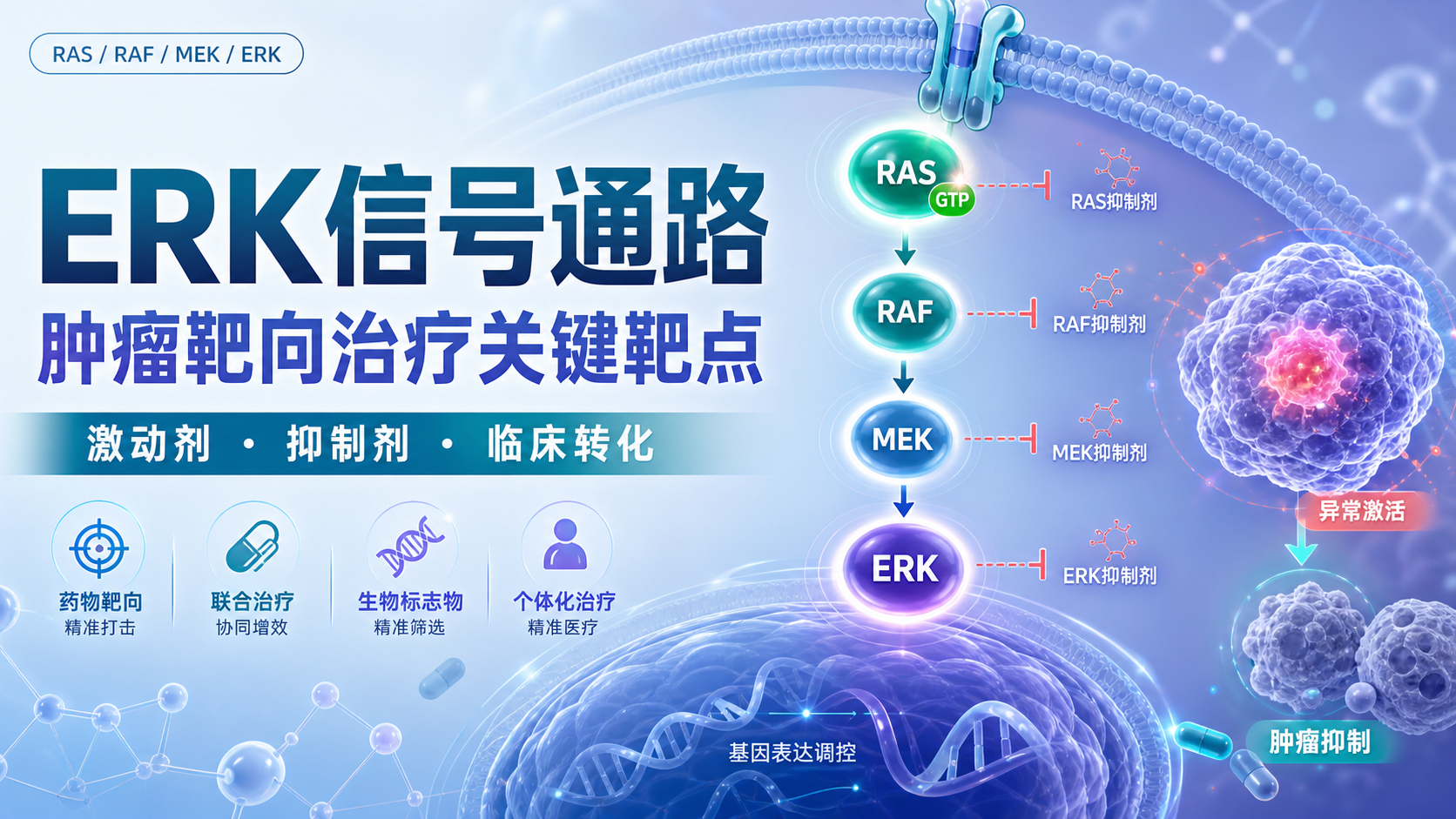 ERK信号通路调控网络与靶向治疗