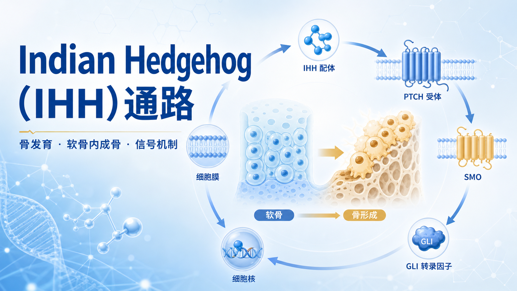 IndianHedgehog通路与骨发育调控机制