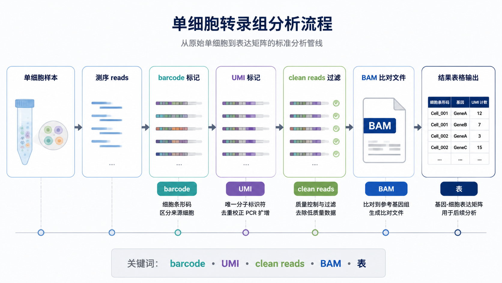 一张整洁的单细胞转录组分析管线图，突出barcode、UMI、clean reads、BAM和表达矩阵