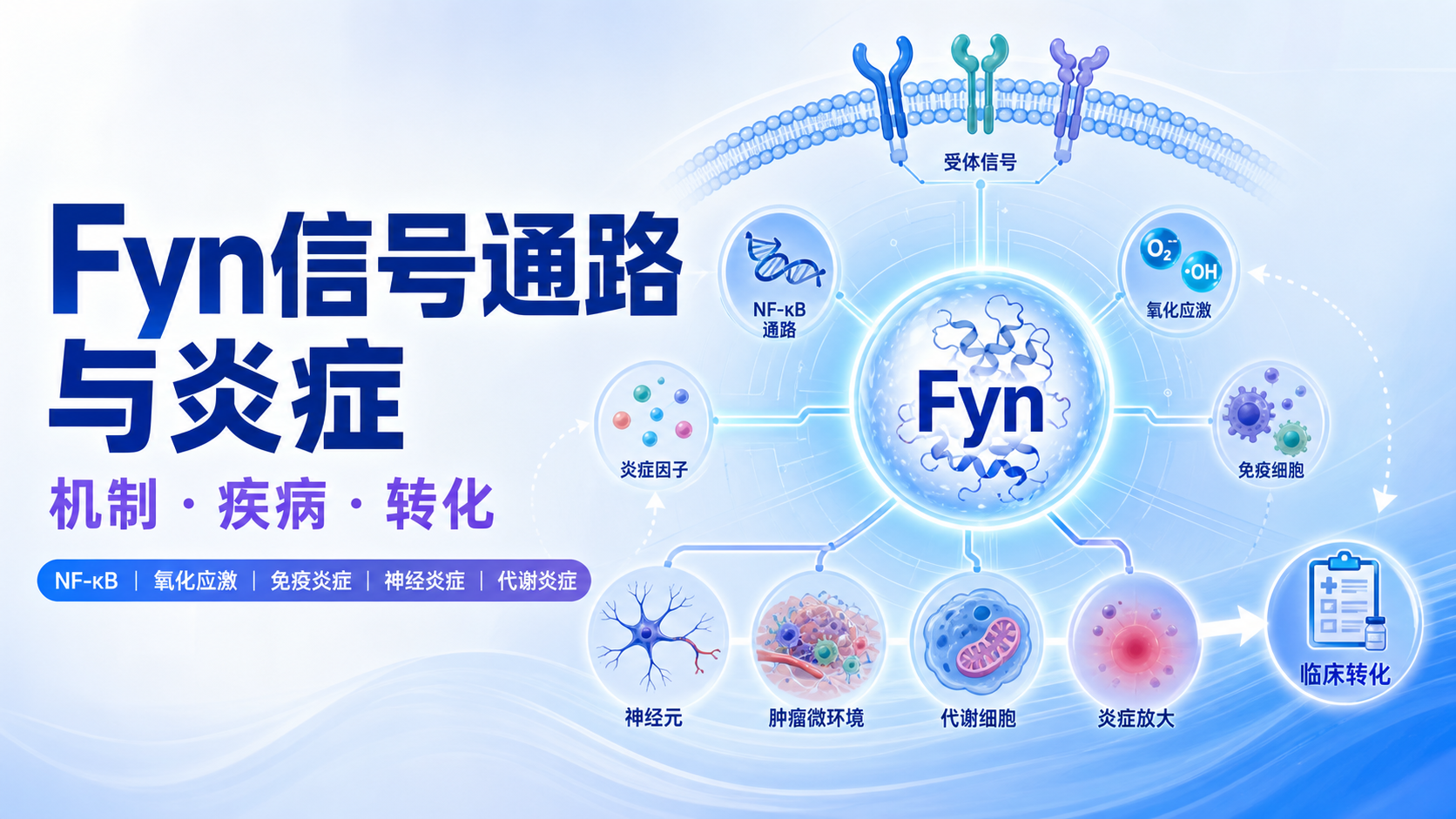 Fyn信号通路调控炎症反应的研究进展