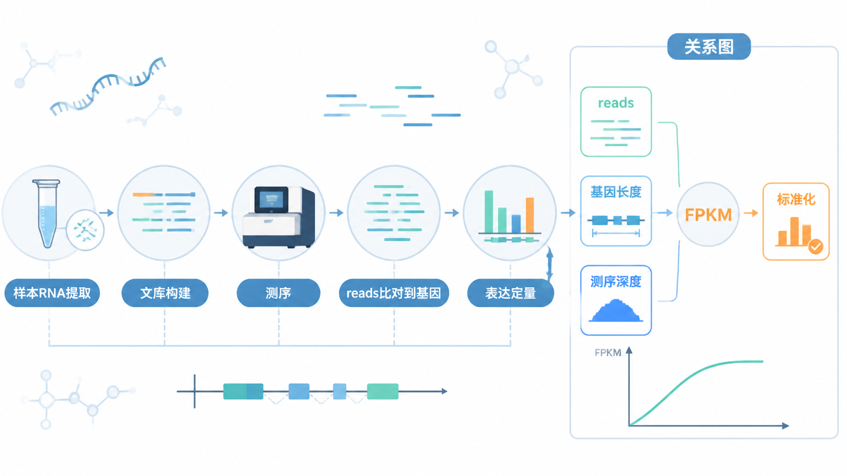 转录组测序流程示意图，包含reads、基因长度、测序深度和FPKM标准化的关系图